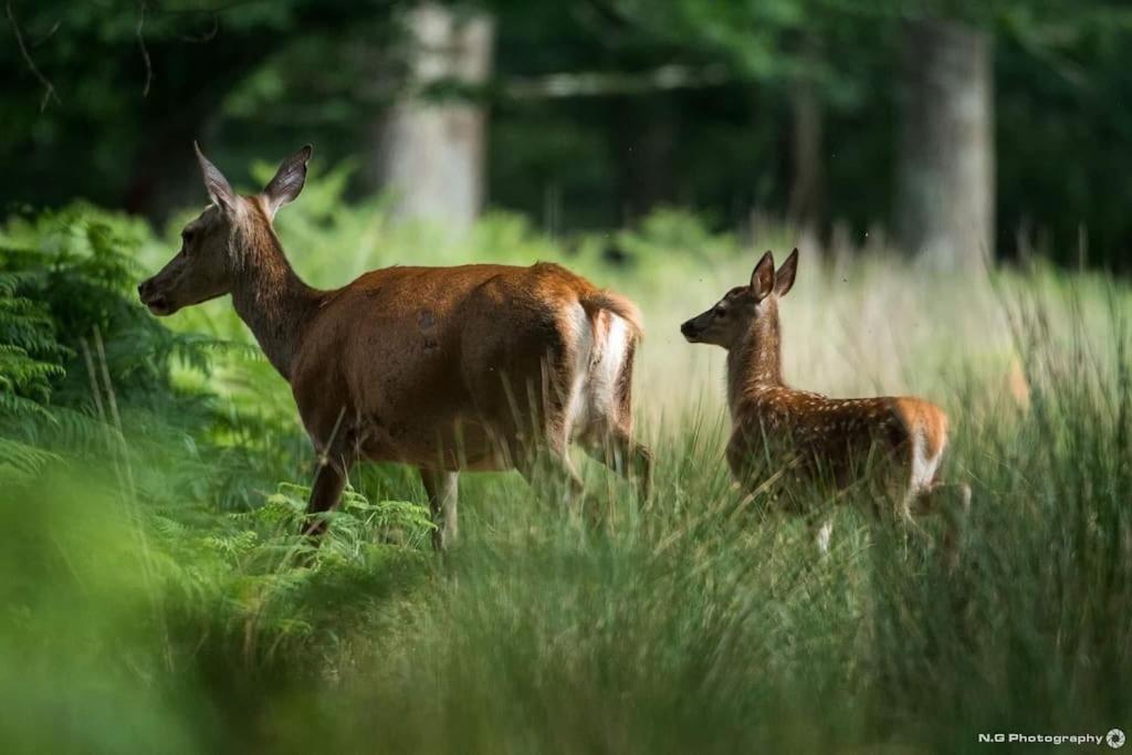 Maison Au Milieu Des Bois Et Des Animaux Jouy-le-Potier Exterior foto