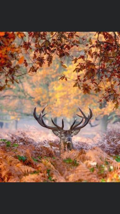 Maison Au Milieu Des Bois Et Des Animaux Jouy-le-Potier Exterior foto