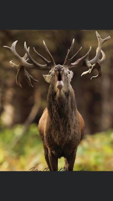 Maison Au Milieu Des Bois Et Des Animaux Jouy-le-Potier Exterior foto
